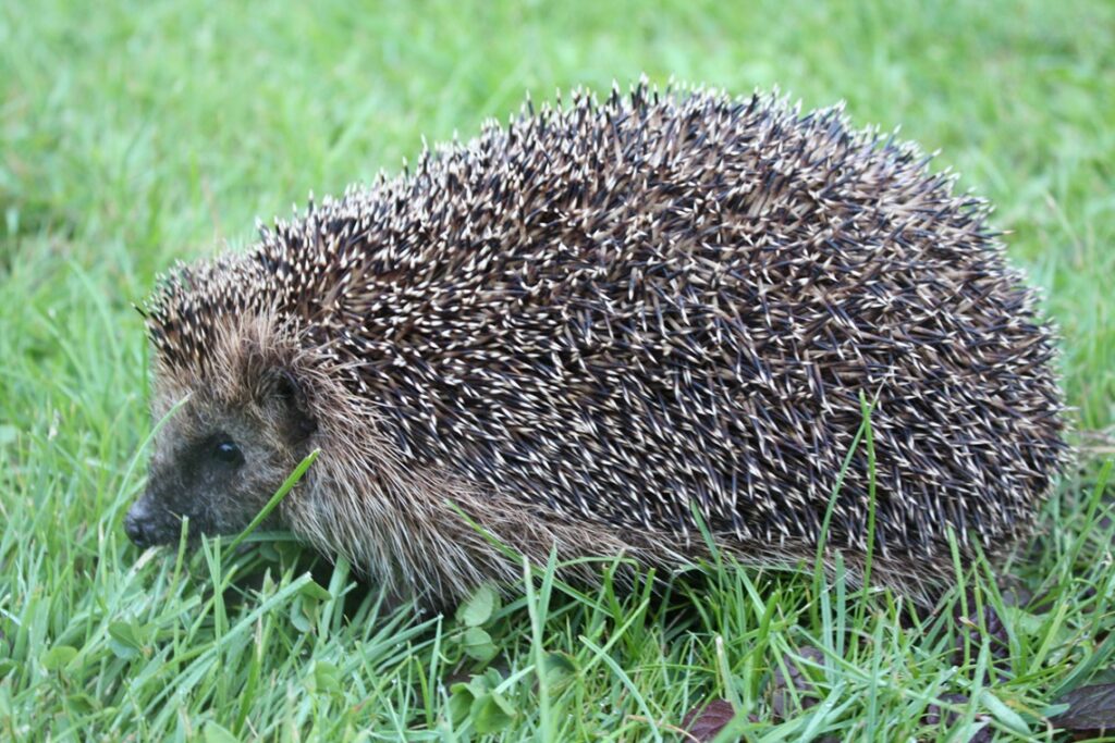 Wer Igel retten will, muss nett zu Blattläusen sein