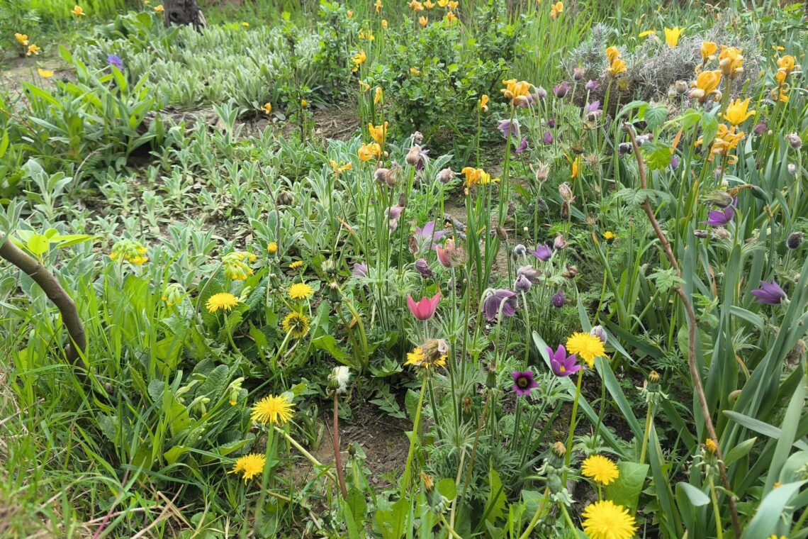 Blütenmeer im Garten von Robinga Schnögelrögel