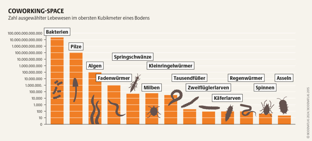 Lebewesen im Boden