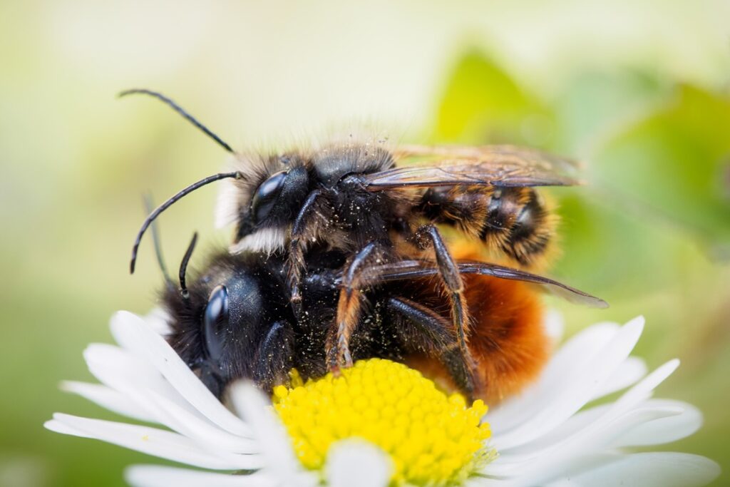 Mauerbienen in Gärten ohne Pestizide