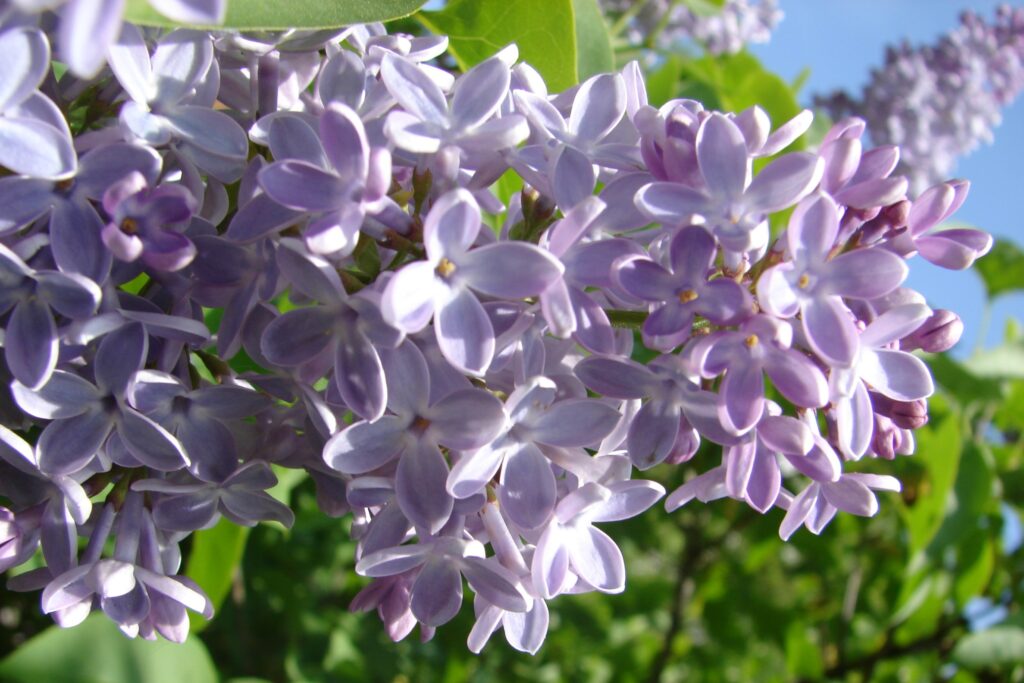 Umgang mit invasiven Arten im Kleingarten