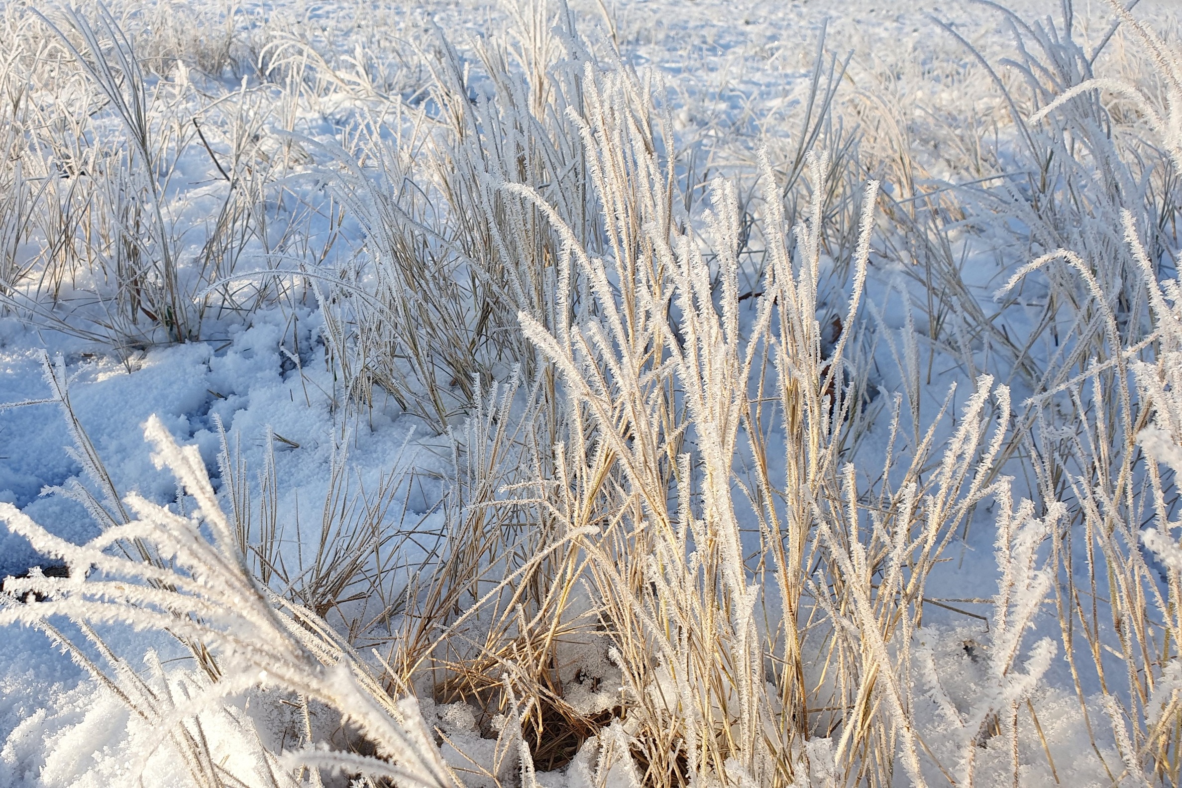 Halme mit Schnee