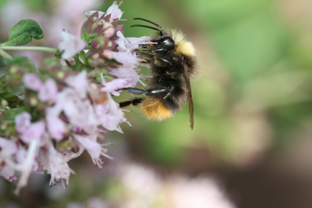 Biologische Vielfalt im Garten: schön und schützenswert