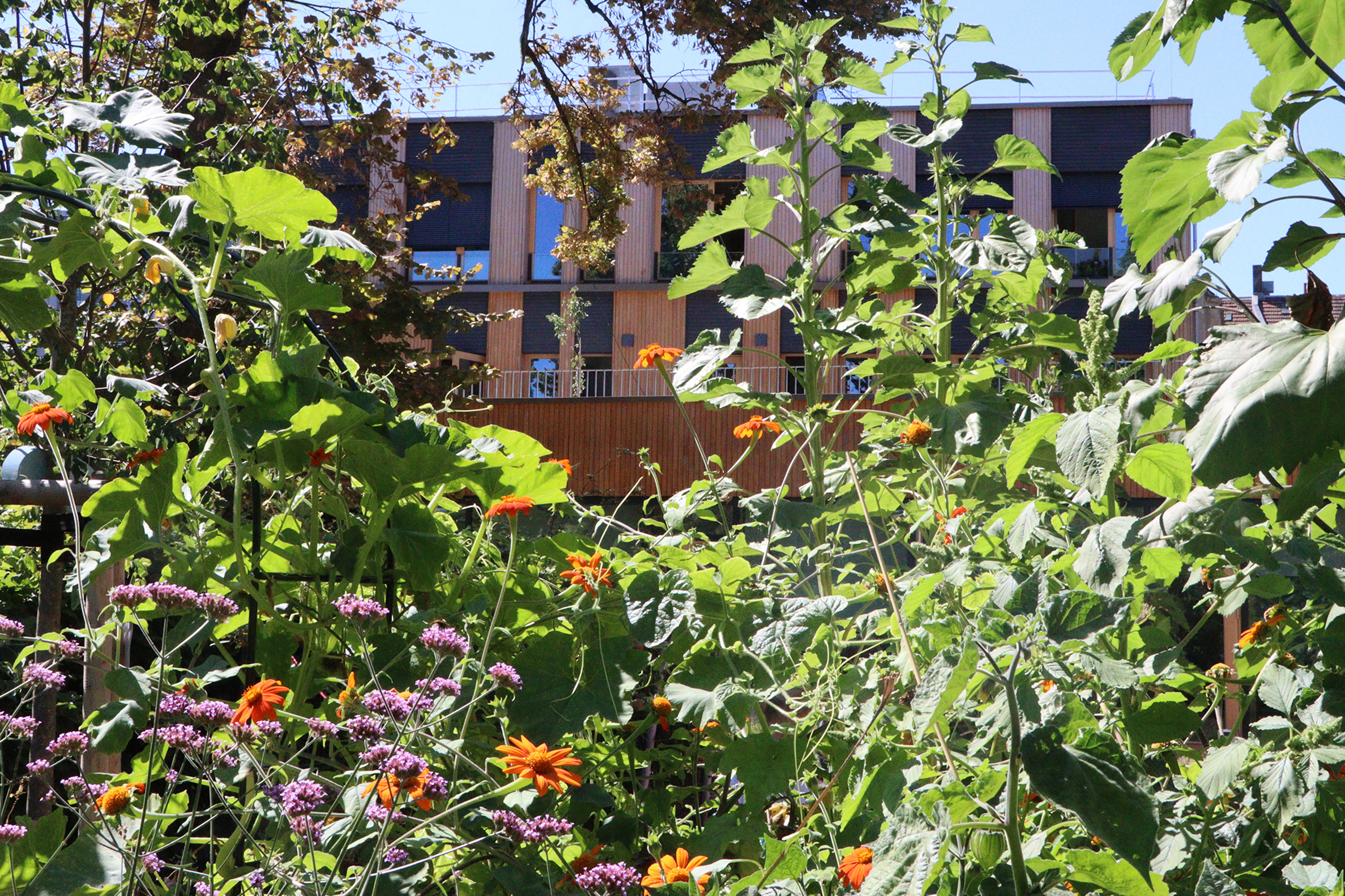 IMG 5720 BKD Garten Gebaeude August2025 bearb