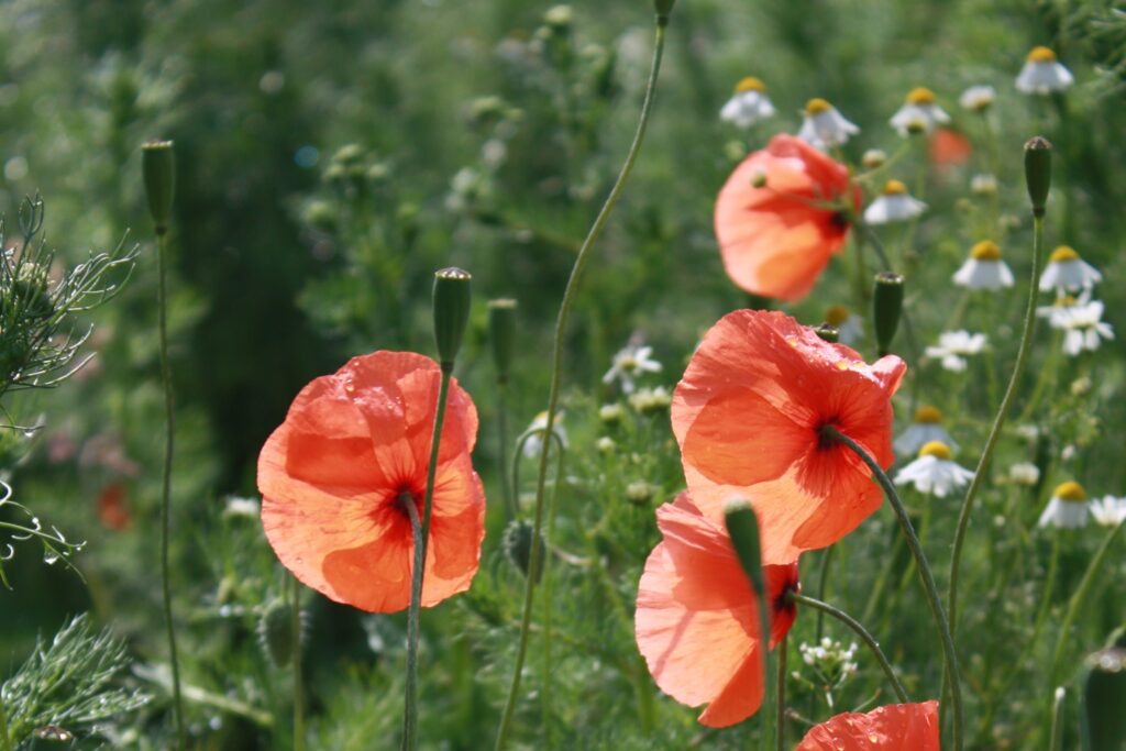 Blühende Mischung aus Klatschmohn und Kamille