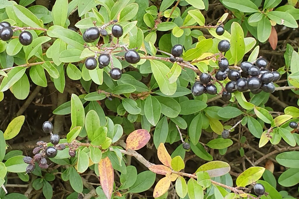 5. Heimische Wildsträucher pflanzen