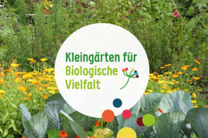 Projektflyer Thumbnail