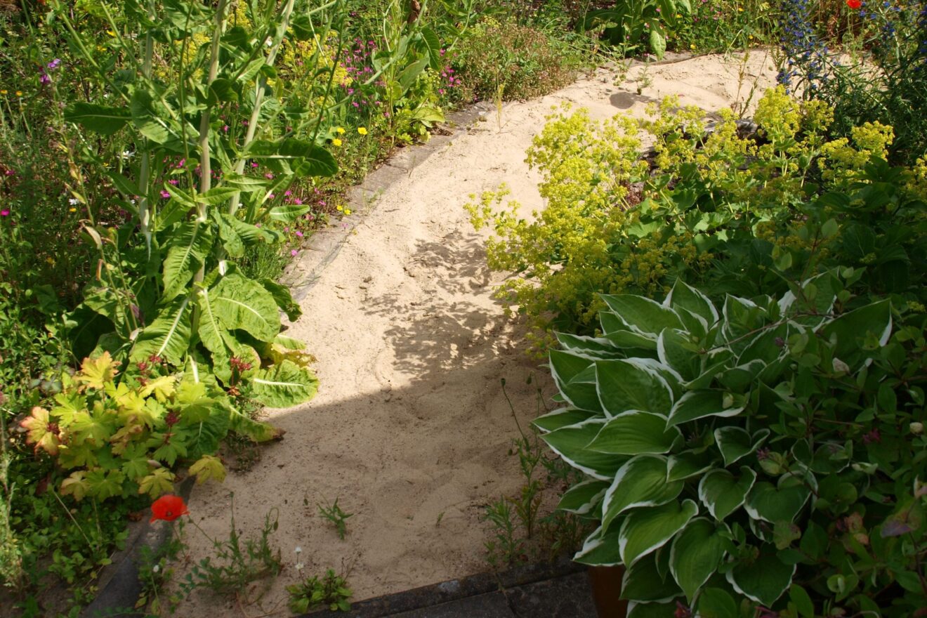 Ein Weg aus Sand, der biodiversitätsfreundlich bepflanzt ist