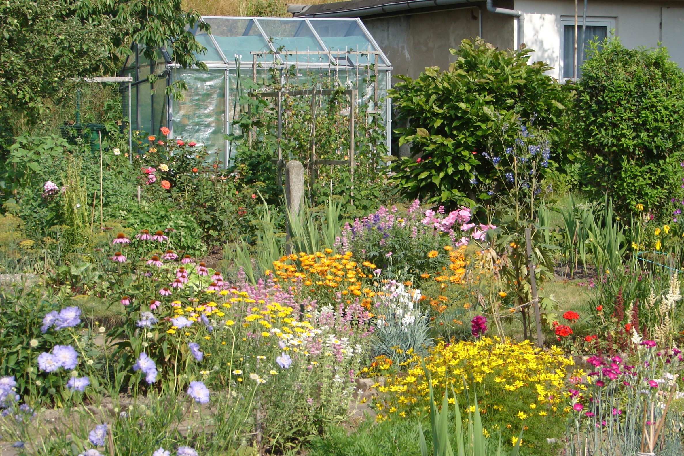 Kleingarten mit verschiedenen Sommerblumen