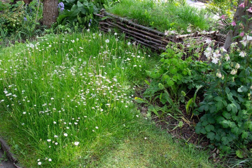 8. Seltenes Mähen und Blumenwiese anlegen