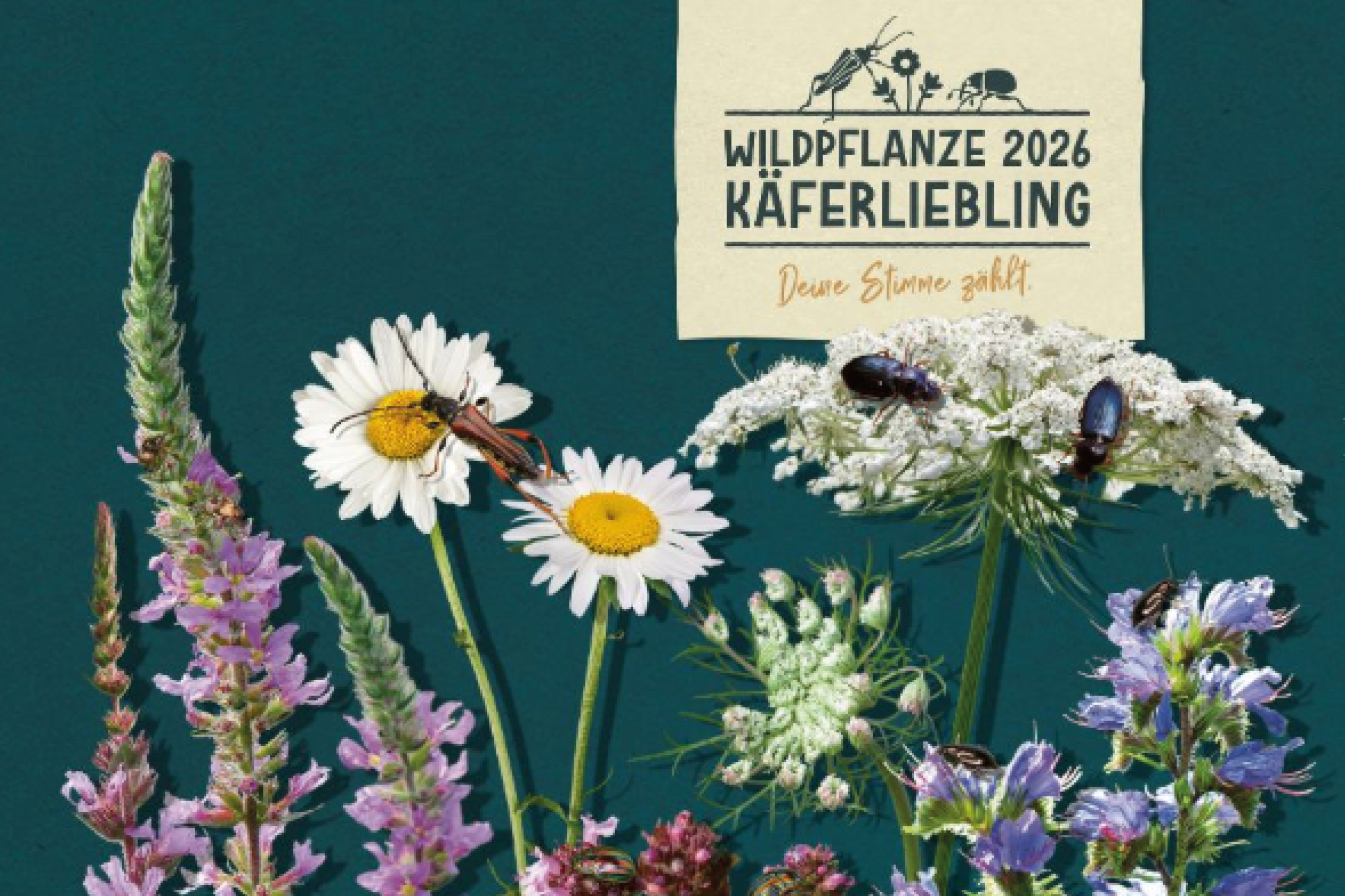 Wildpflanze des Jahres 2026:  Käferliebling gesucht!