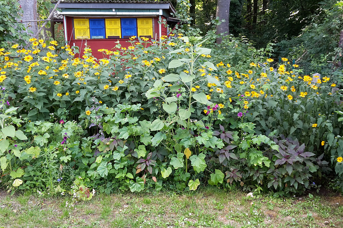 Naturnahe Gartengestaltung oder verwildert?