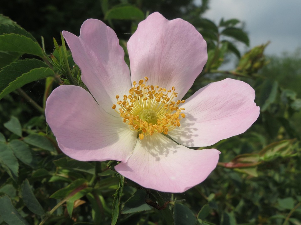 rosa canina