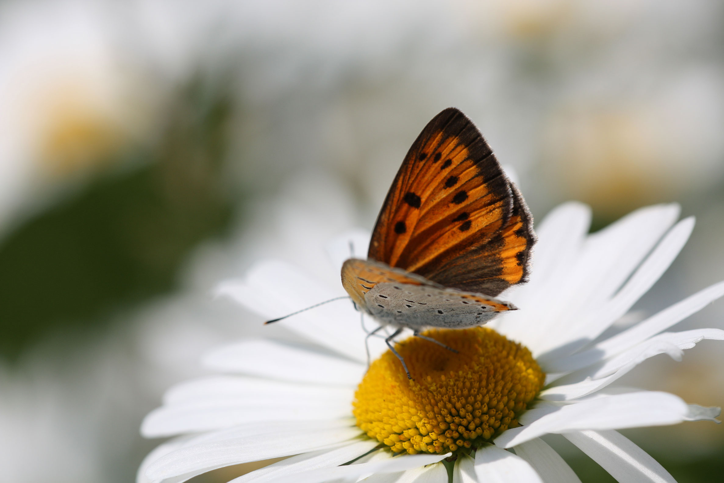 Schmetterling auf Margerite. Mehr Biodiversität durch Pflanzen