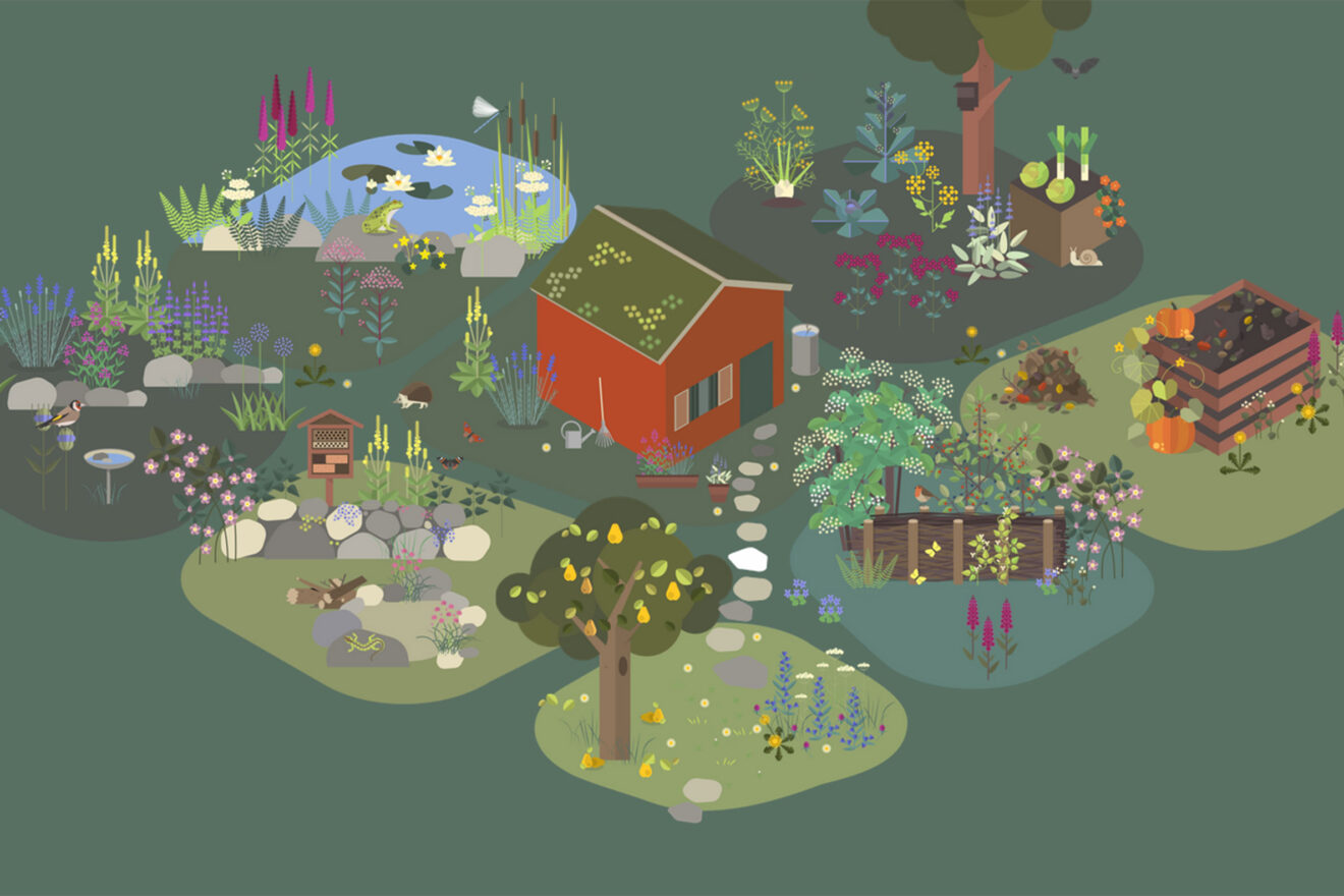 Illustration eines Kleingartens für das Projekt Wildtiergarten der Deutschen Wildtierstiftung